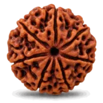 Rudraksha