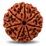 rudraksha