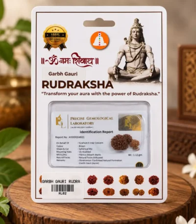 Garbha Gauri Rudraksha